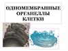Одномембранные органеллы клетки