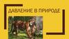 Давление в природе