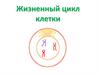 Жизненный цикл клетки