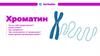 Хроматин. Что из себя представляет?
