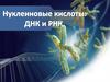 Нуклеиновые кислоты: ДНК и РНК