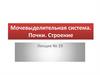 Мочевыделительная система. Почки. Строение. Лекция № 29