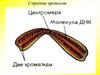 Строение хромосом