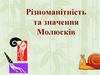 Різноманітність та значення Молюсків