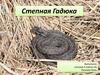Степная Гадюка