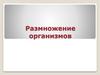 Размножение организмов