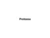 Protozoa. Animal Like-Protista