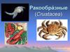 Ракообразные (Crustacea)