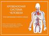 Кровеносная система человека. Урок окружающего мира в 4 классе