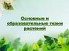 Основные и образовательные ткани растений