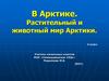 В Арктике. Растительный и животный мир Арктики