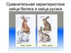 Сравнительная характеристика зайца беляка и русака