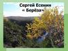 Сергей Есенин «Берёза»