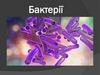 Бактерії - прокаріотичні одноклітинні мікроорганізми