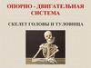 Опорно-двигательная система. Скелет головы и туловища
