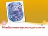 Мембранные органоиды клетки