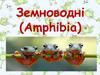 Земноводні  (Amphibia)