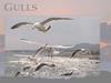 Gulls