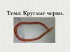 Круглые черви