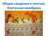 Общие сведения о клетках. Клеточная мембрана