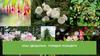Клас дводольні. Порядок розоцвіті