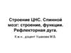 Строение ЦНС. Спинной мозг: строение, функции. Рефлекторная дуга