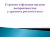 Строение и функции органов воспроизводства у крупного рогатого скота