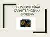 Биологическая характеристика бруцелл