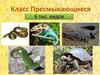 Класс Пресмыкающиеся