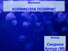 Моллюск: Корифелла полярис