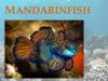 Mandarinfish