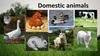Domestic animals