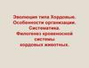 Эволюция типа Хордовые. Особенности организации. Систематика. Филогенез кровеносной системы хордовых животных