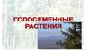 Голосеменные растения. Высшие семенные растения