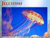 Jellyfish