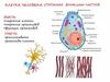 Клетка человека. Строение и функции частей