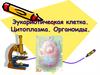 Органоиды клетки