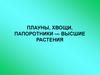 Плауны, хвощи, папоротники - высшие растения