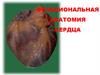 Функциональная анатомия сердца