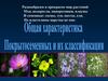 Общая характеристика. Покрытосеменных и их классификация