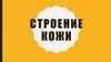 Строение кожи