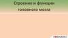 Строение и функции головного мозга