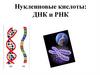 Нуклеиновые кислоты. ДНК и РНК