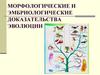 Морфологические и эмбриологические доказательства эволюции