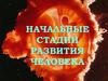 Начальные стадии развития человека