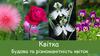 Квітка. Будова та різноманітність квіток