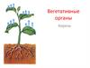 Вегетативные органы. Морфология корня