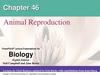 Animal Reproduction. Chapter 46