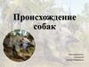 Происхождение собак