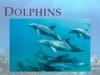 Dolphins